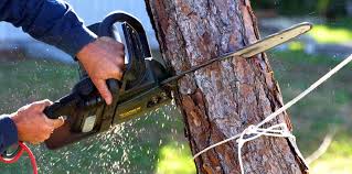 Best Fruit Tree Pruning  in Pennington, NJ