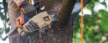 Best Hazardous Tree Removal  in Pennington, NJ