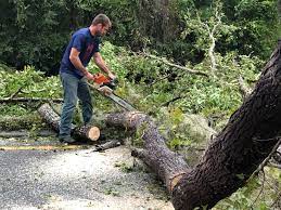 Best Tree Maintenance Programs  in Pennington, NJ