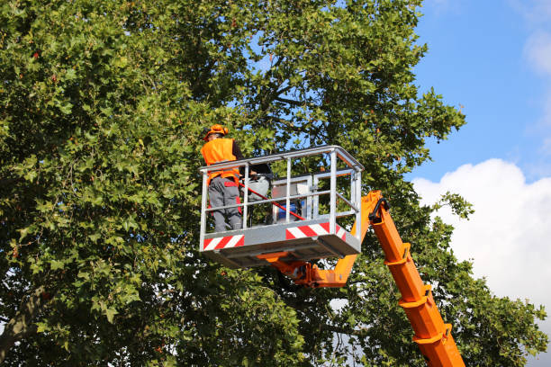 Pennington, NJ Tree Removal Company