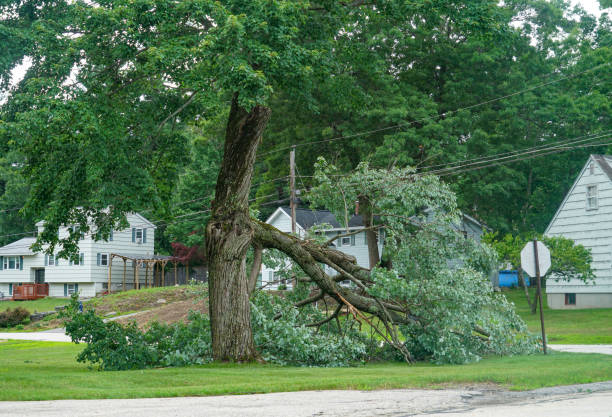 How Our Tree Care Process Works  in  Pennington, NJ