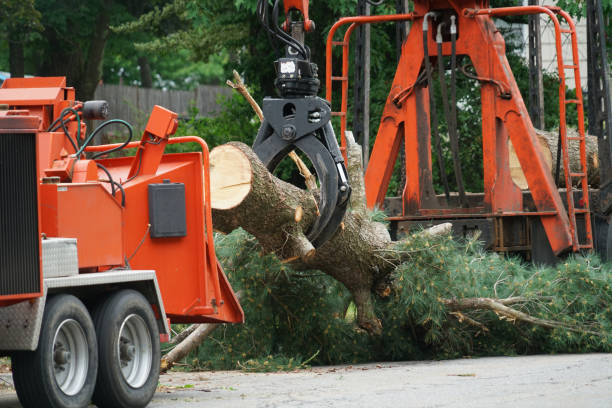 Best Root Management and Removal  in Pennington, NJ