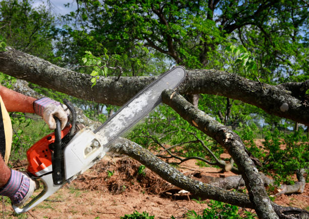 Best Storm Damage Tree Cleanup  in Pennington, NJ