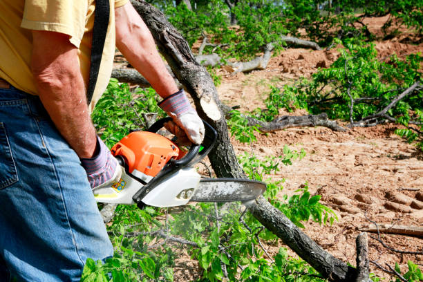 Best Lawn Maintenance Plans  in Pennington, NJ